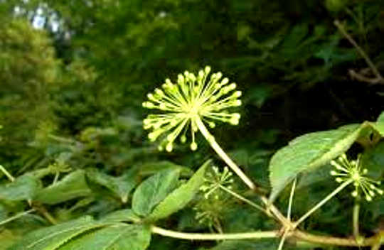 Adaptogens for Improved Health and Brain Function Adaptogens for Improved Health and Brain Function